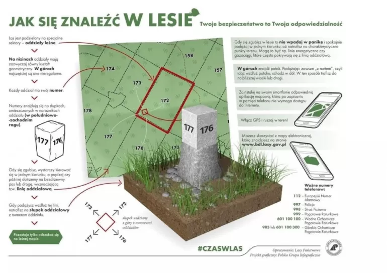 słupki w lesie