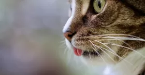 kot, kotek, kocur