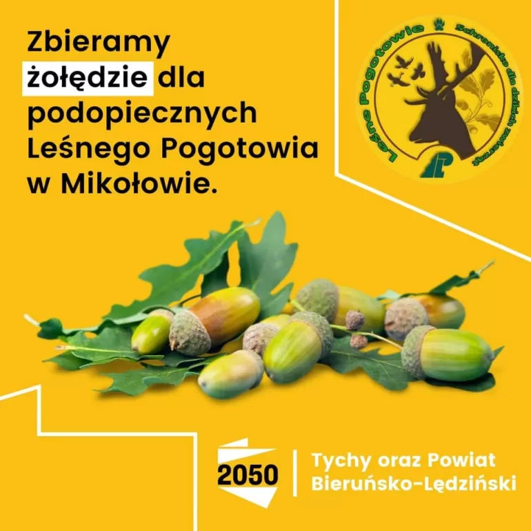 W tyskich parkach zbieramy żołędzie dla Leśnego Pogotowia