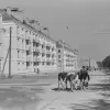 [Historyczne zdjęcie] Krowy na Alei Bielskiej
