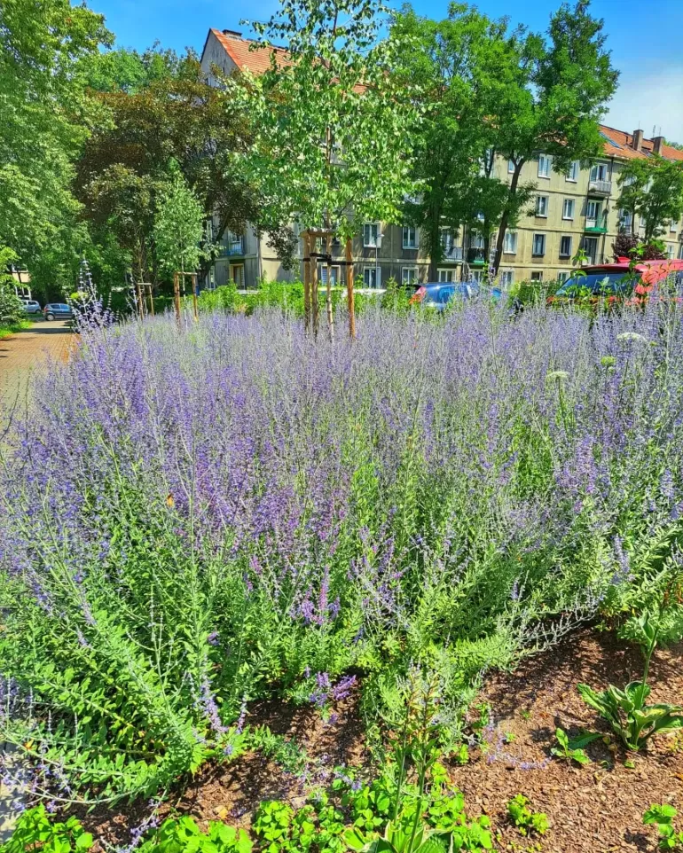 tychy,kwiaty,wakacje,lipiec,silesia,lovesilesia,fotodnia,instagram