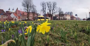 Wiosna w Tychach, kwiaty na al. Bielskiej