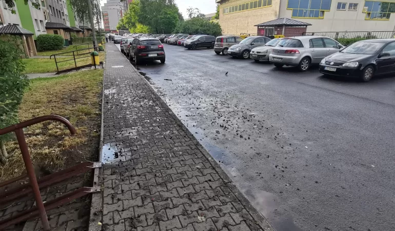 czereśnia ul Uczniowska