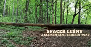 Spacer leśny z elementami shinrin yoku w tyskim lesie