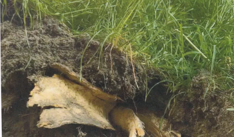Na ul. Cyganerii trwa remont chodnika, zagrożone są drzewa