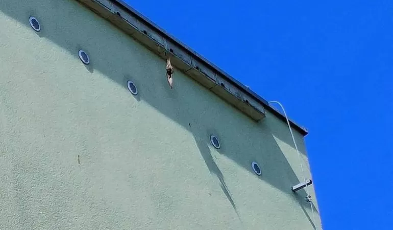 Straż miejska na ratunek jerzykom