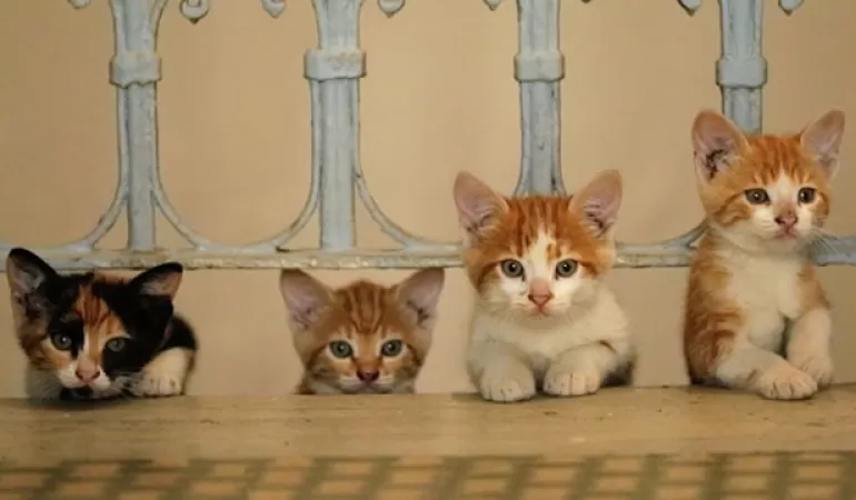 kedi kot koty
