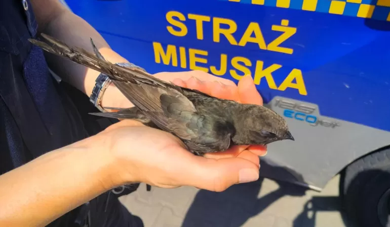 Straż miejska na ratunek jerzykom
