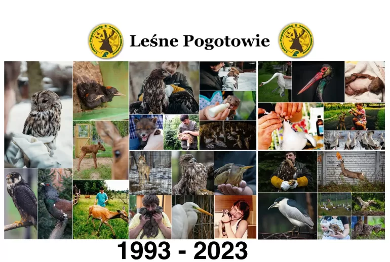 koniec leśnego pogotowia?