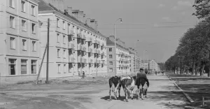 Krowy na alei Bielskiej