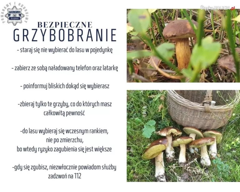 grzybobranie